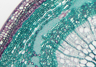 明場細(xì)胞成像